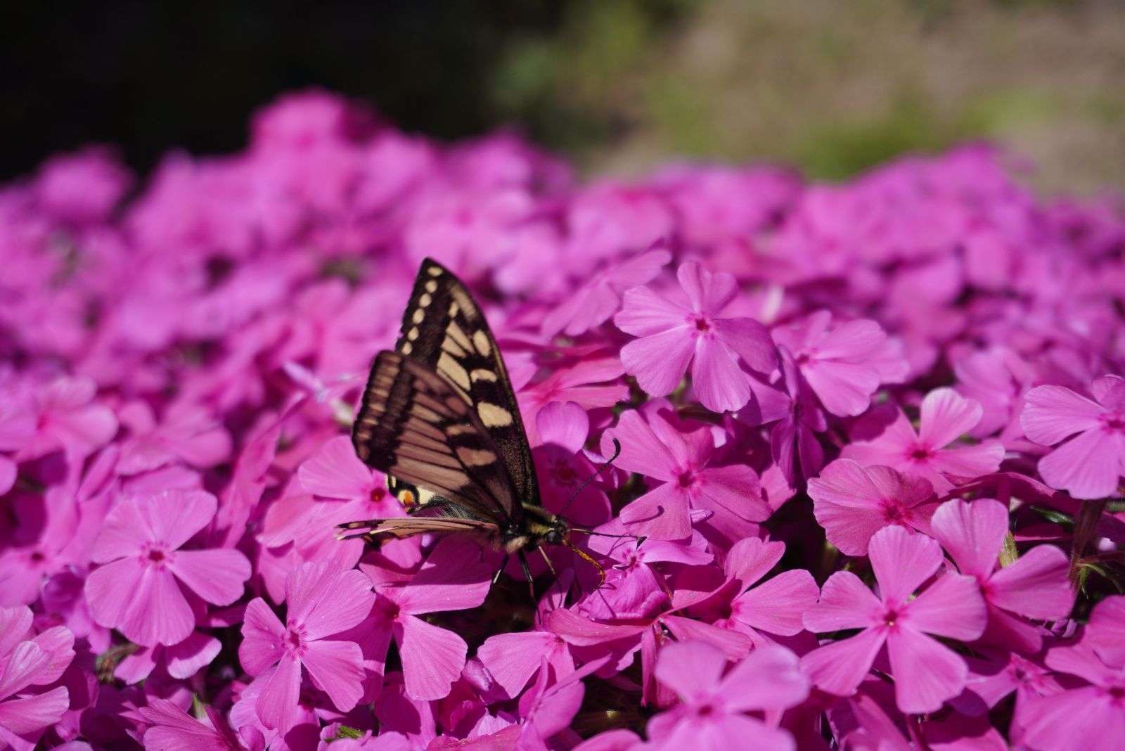 butterfly on creeping phlox