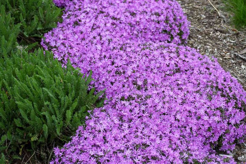 Why Creeping Phlox Is A Standout In Pennsylvania