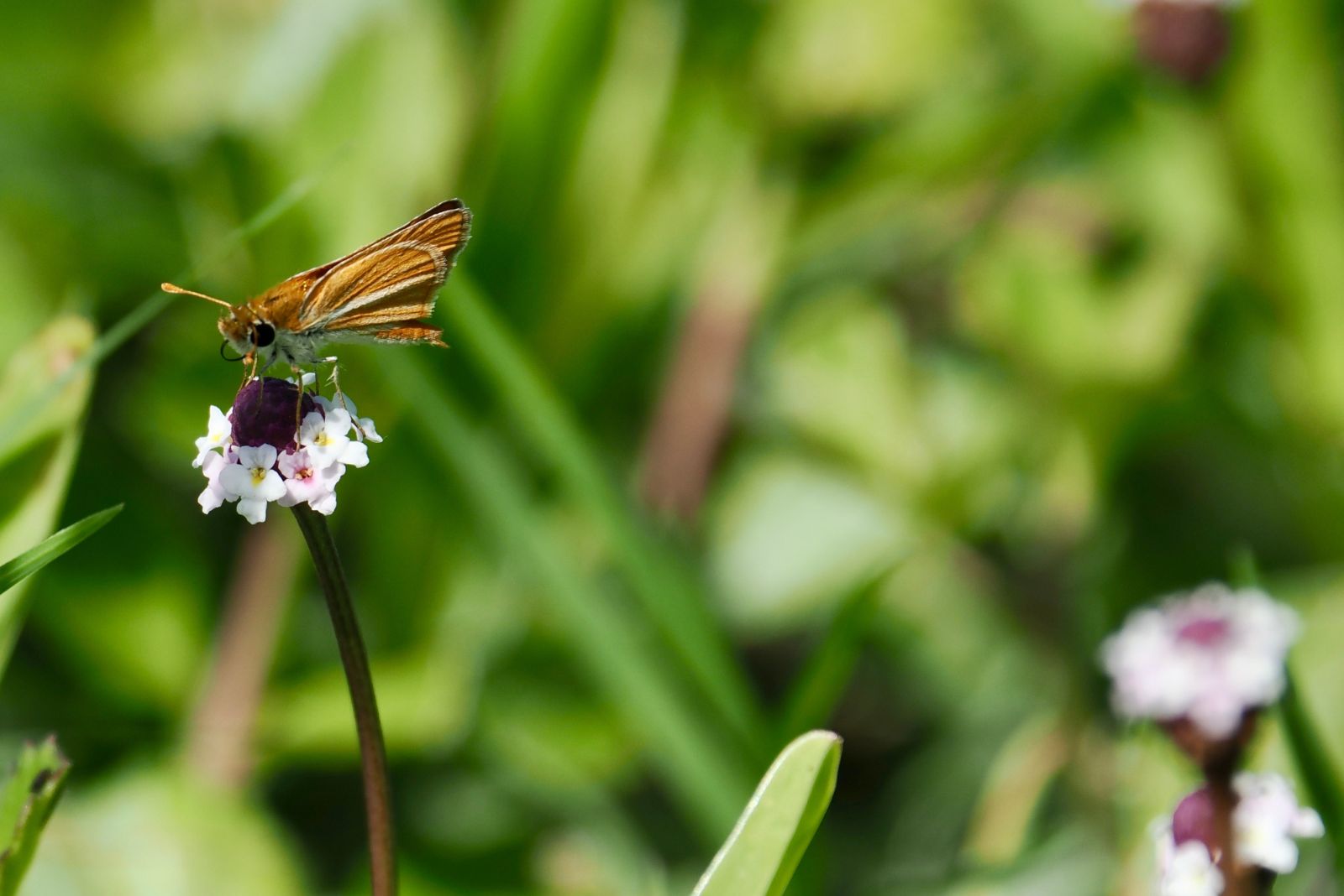 butterfly on frogfruit