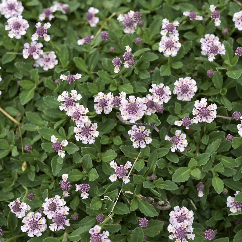 What Is So Special About Frogfruit