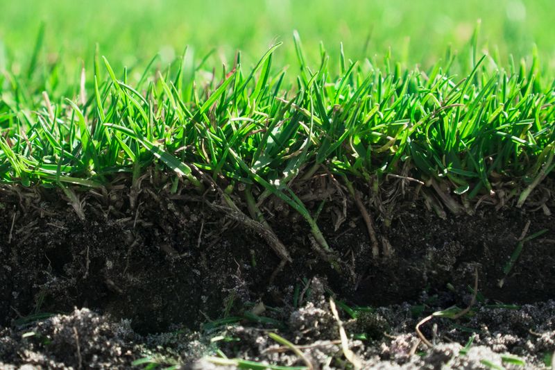 Shade, Cold Snaps, And Thatch Can Turn Into Problems Fast