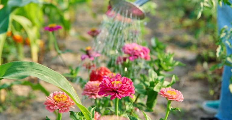 zinnia watering