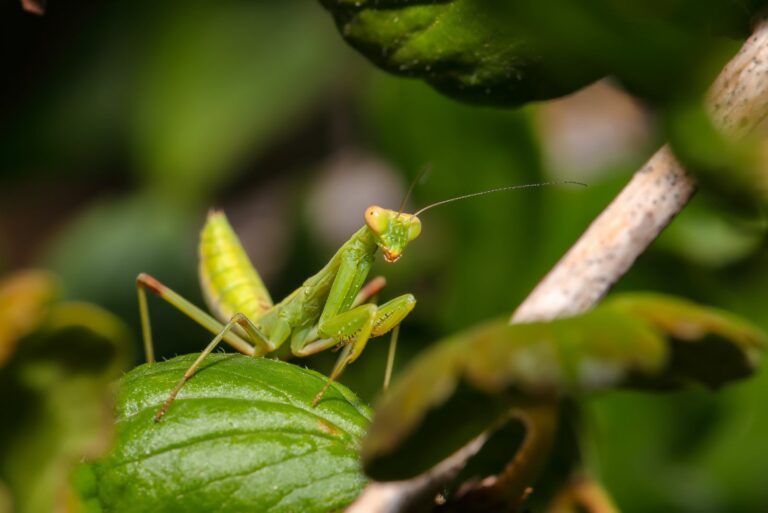 praying mantis