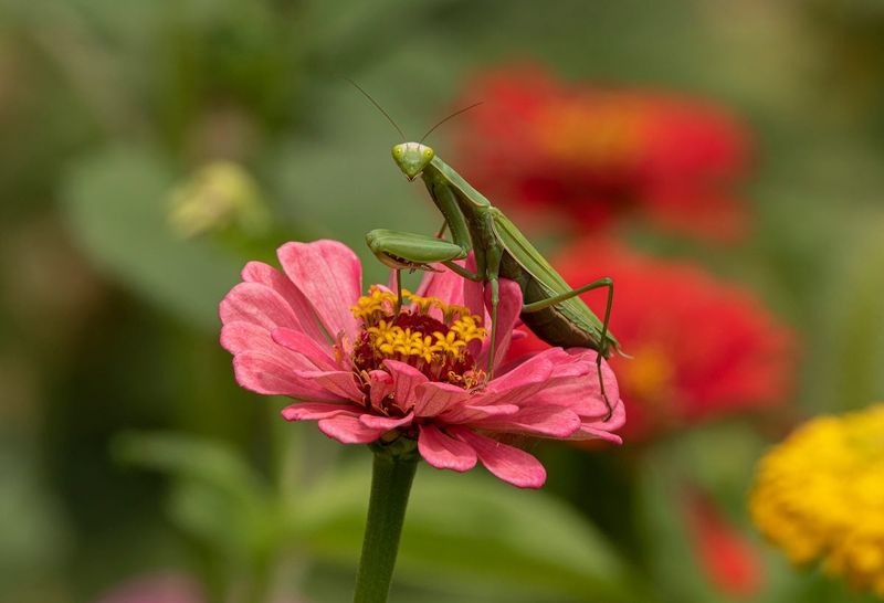Your Garden Has Earned A Healthy Ecosystem Badge