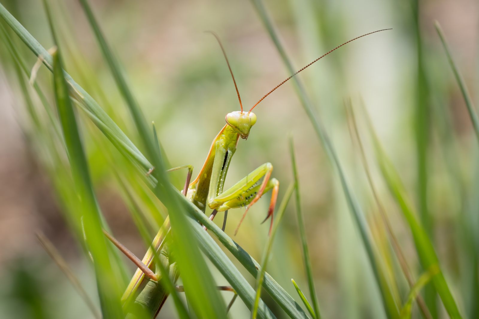 praying mantis