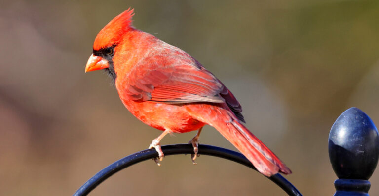 The Meaning Behind Seeing Cardinals In Your North Carolina Yard