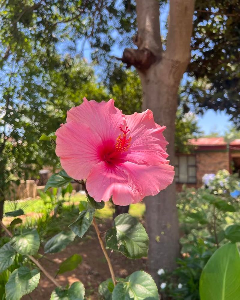 Consistent Deep Watering Keeps Hibiscus Blooms Lasting Longer
