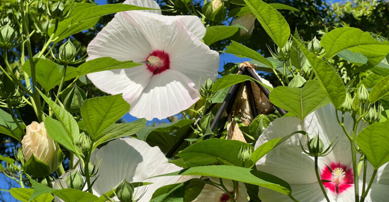 Hibiscus (featured image)