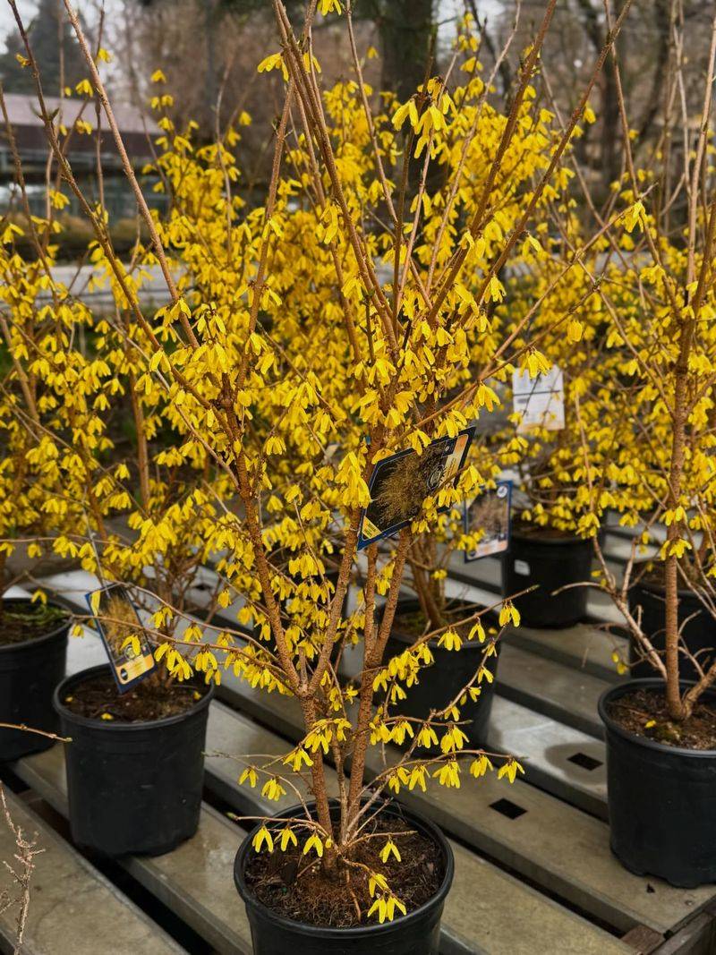 How To Keep It Blooming And Looking Its Best