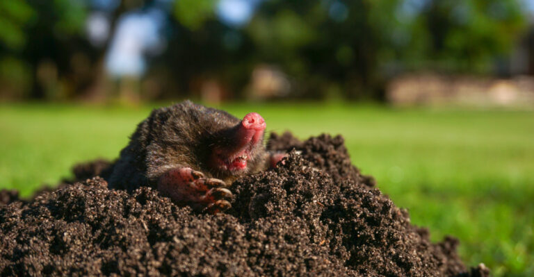 The Mistakes That May Be Attracting Moles To Your California Yard