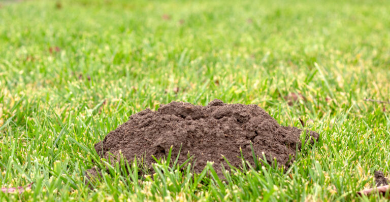 The Mistakes You’re Making That Are Attracting Moles To Your Yard In Florida