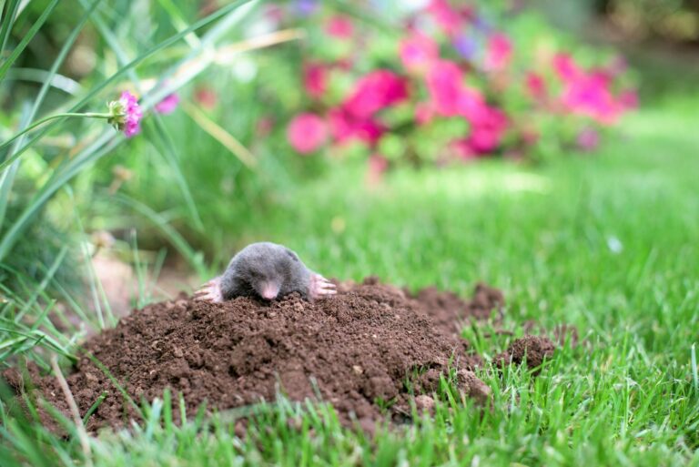 mole in garden