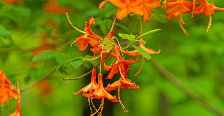 fire azalea