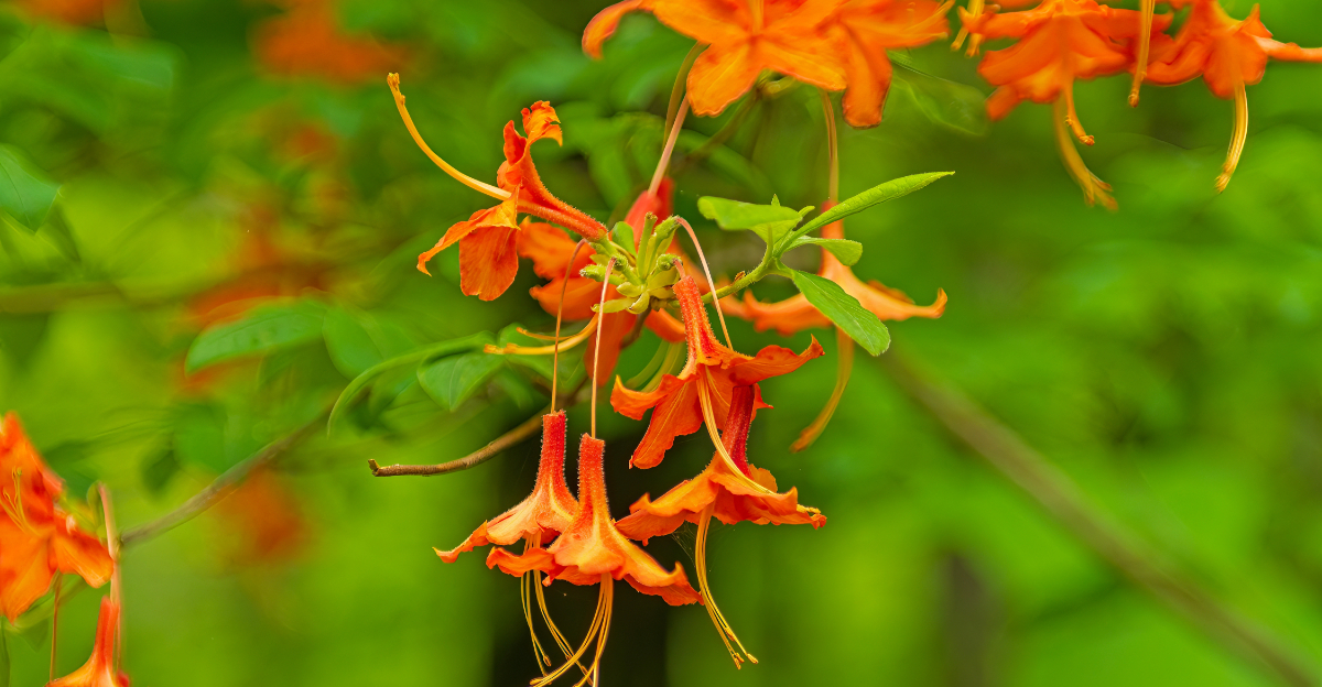 fire azalea