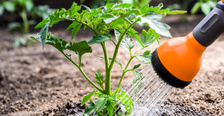 watering tomatoes