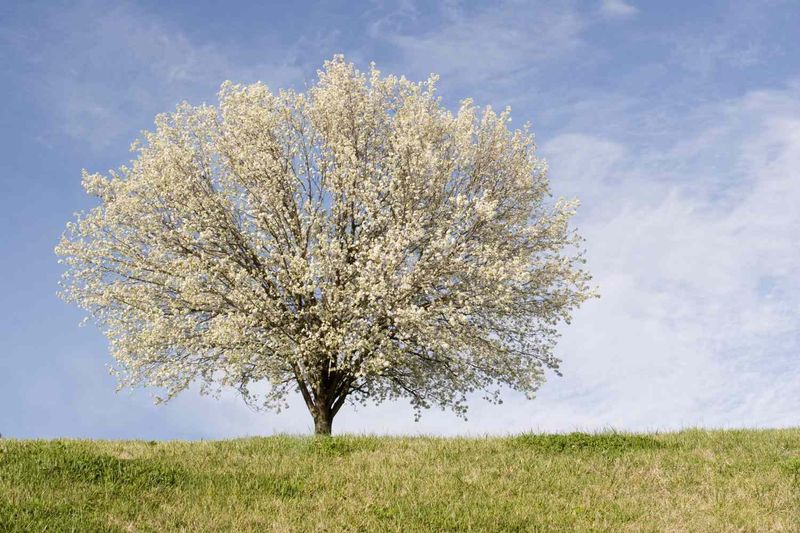 Bradford Pear 