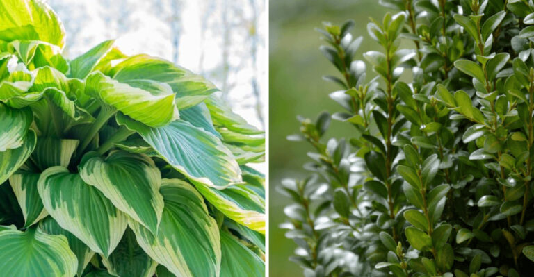 hostas and boxwood