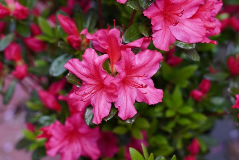 azaleas