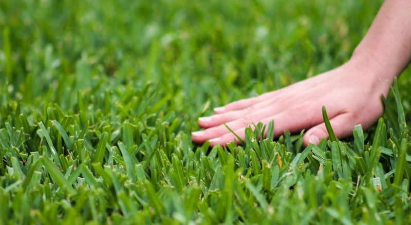 St. Augustine Grass