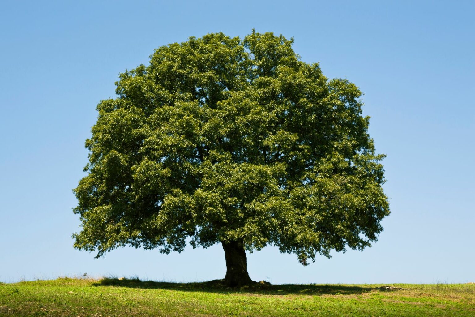 Native Ralph Tree The Most Useful Native Tree You Can Plant In Pennsylvania