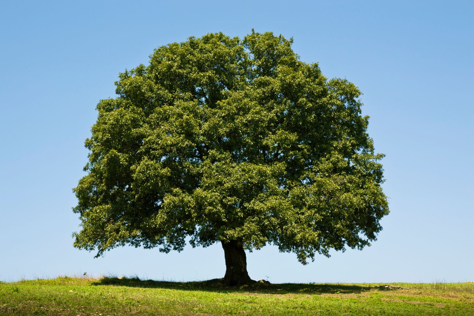 white oak tree
