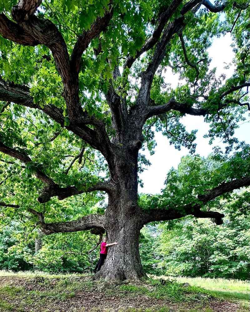 Why White Oak Is Such A Valuable Pennsylvania Tree