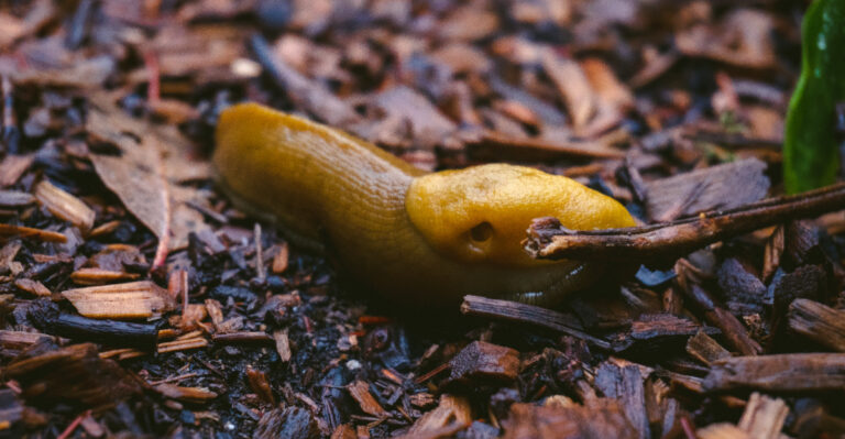 slug in mulch