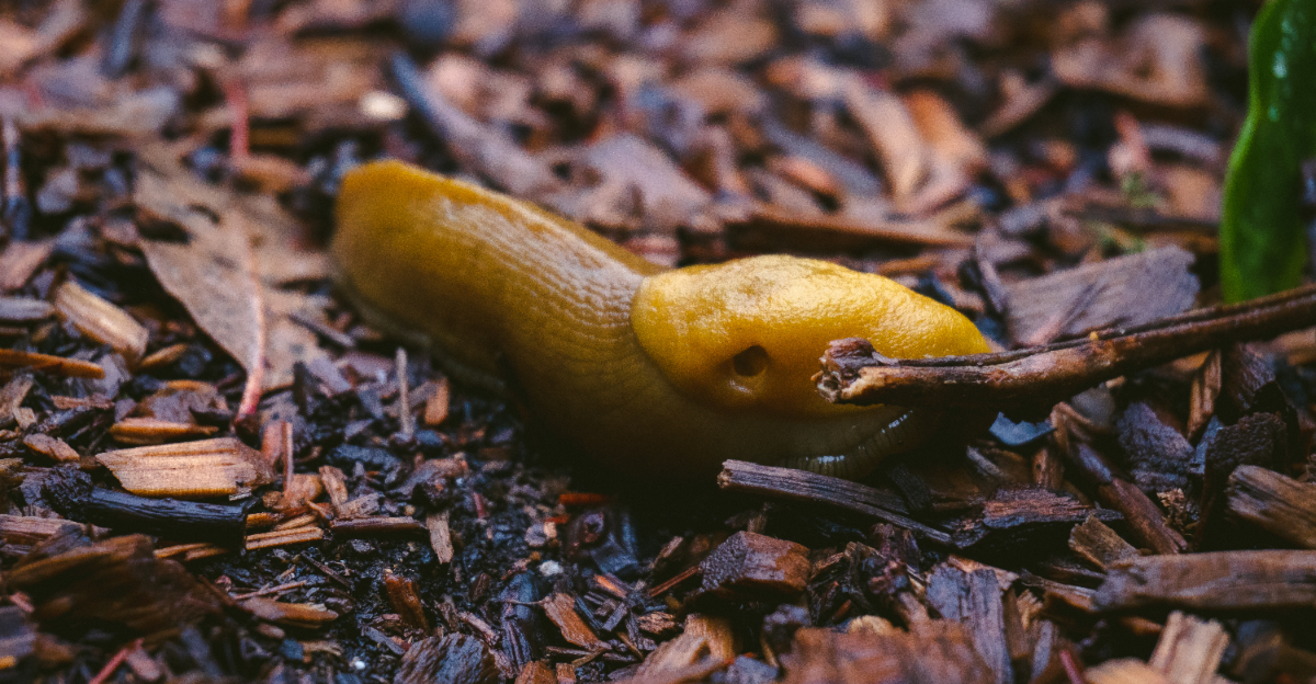 slug in mulch