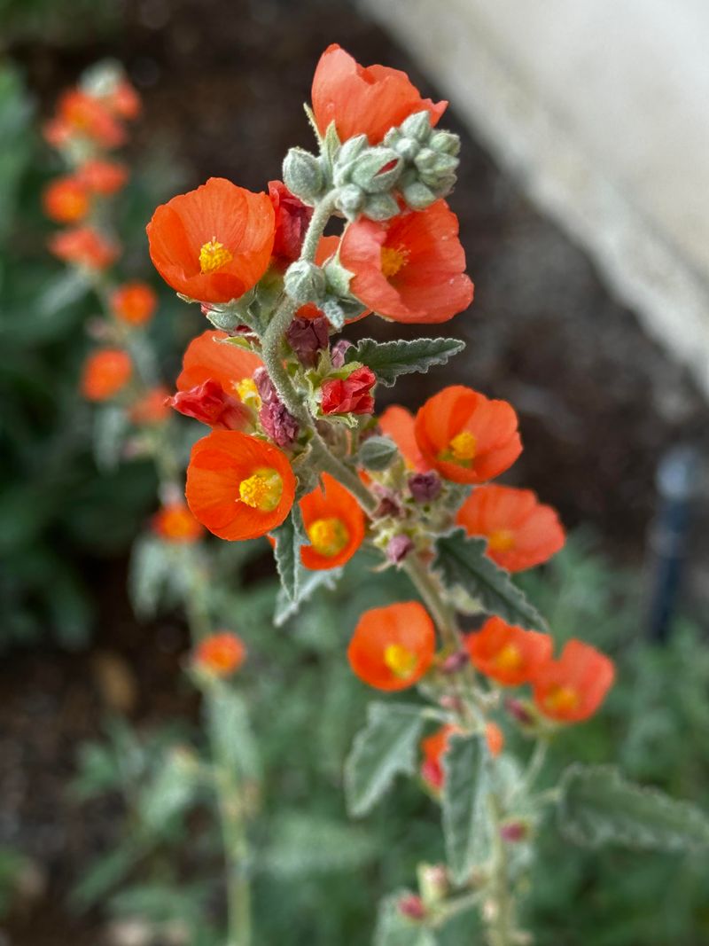 Desert Globemallow Starts Blooming Right As Temperatures Rise