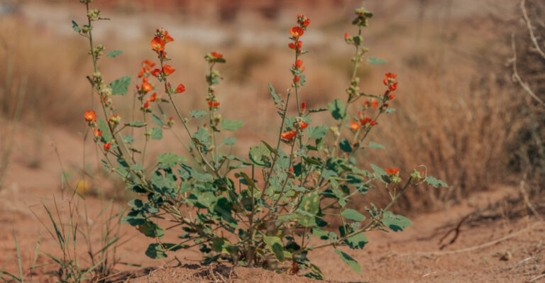 plant (featured image)