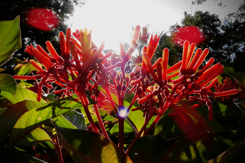 Firebush Handles Florida Heat Without Slowing Down