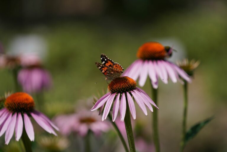 purple coneflower