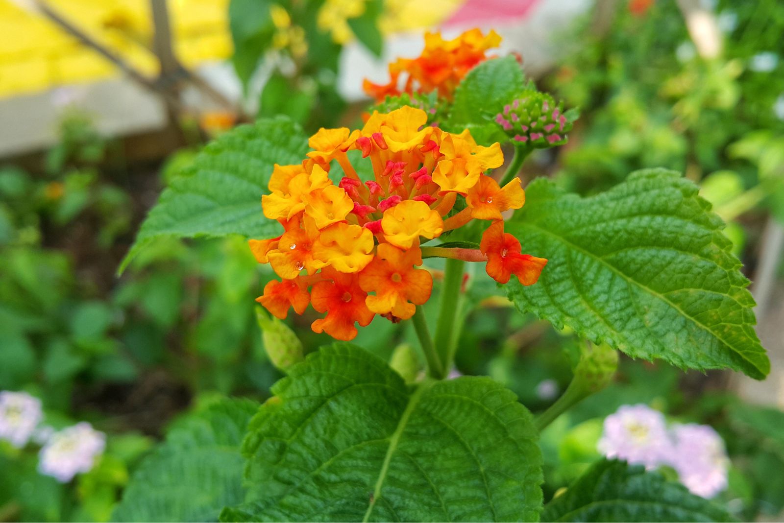 Texas Lantana