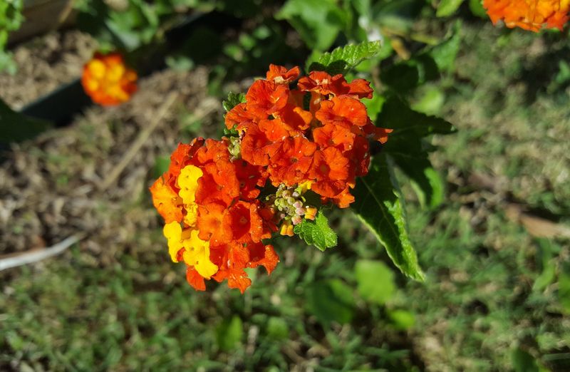 Texas Lantana, The Native Flower Showing Up Everywhere