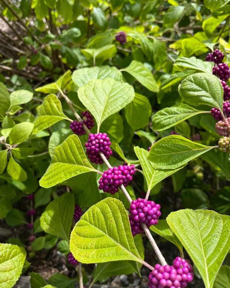 American Beautyberry Handles Heavy Clay Without Soil Changes