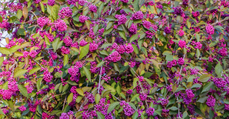 shrub (featured image)