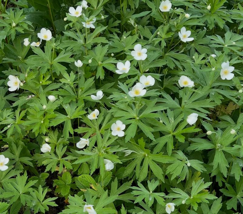 Native To Michigan And Widely Adapted (Anemone Canadensis)