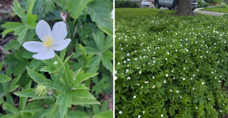 The Native Michigan Groundcover That Spreads Aggressively (In A Good Way)