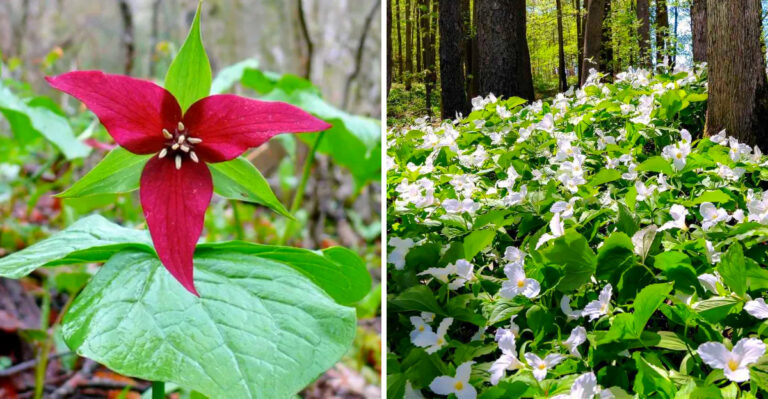 The Native Michigan Trillium Species You Can Plant In May And What They Need