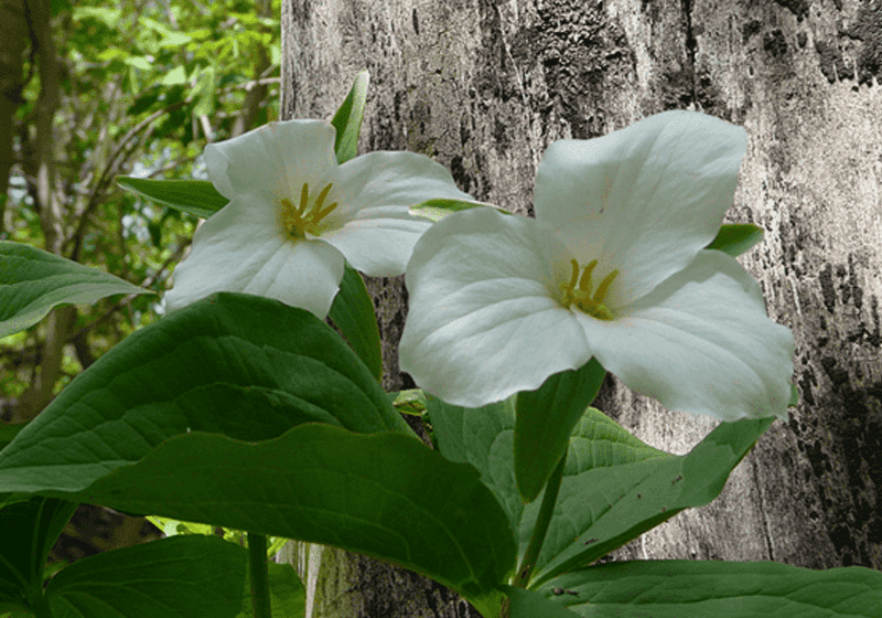 Large White Blooms Make White Trillium A Spring Standout
