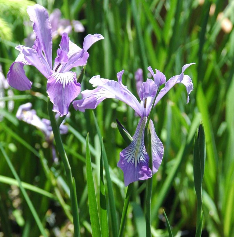 Why Oregon Iris Wins People Over