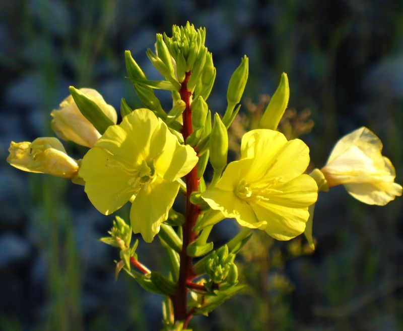 Common Evening Primrose