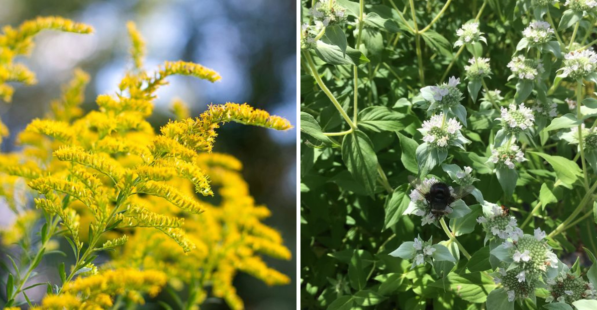 Goldenrod and Mountain Mint