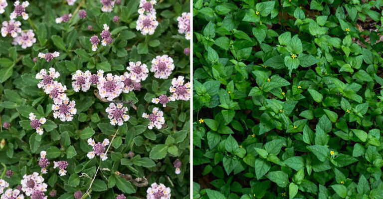 frogfruit and horseherb