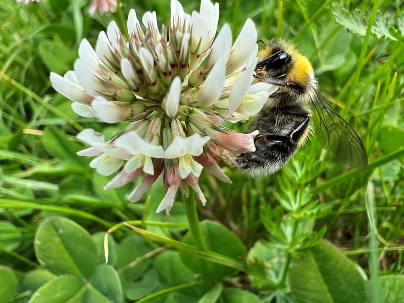 White Clover Brings Pollinator Value To Pennsylvania Landscapes