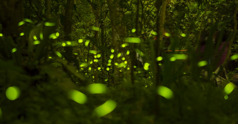 The Ohio Lawn Mistakes That Are Hurting Firefly Populations