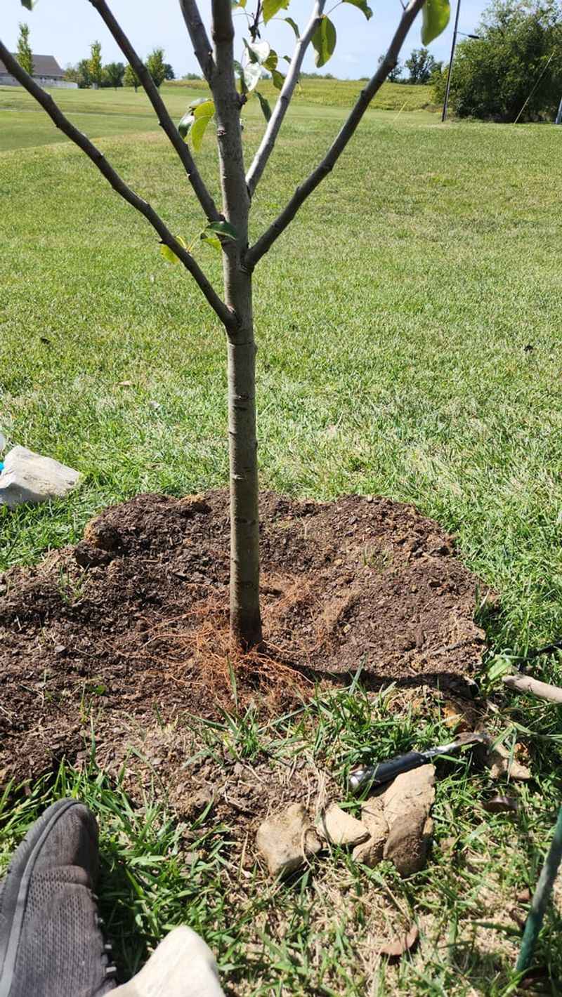 Most Trees Are Planted Too Deep Without Homeowners Realizing It