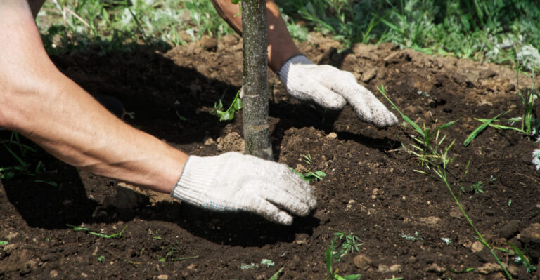 tree planting
