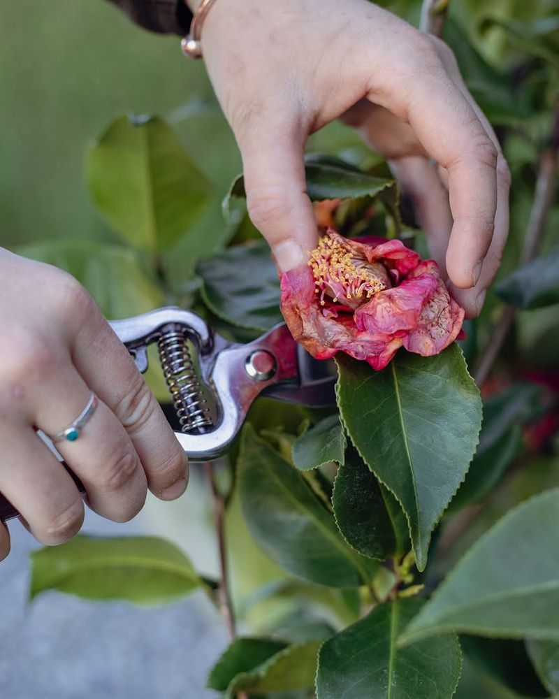 Remove Spent Blooms As Soon As They Fade