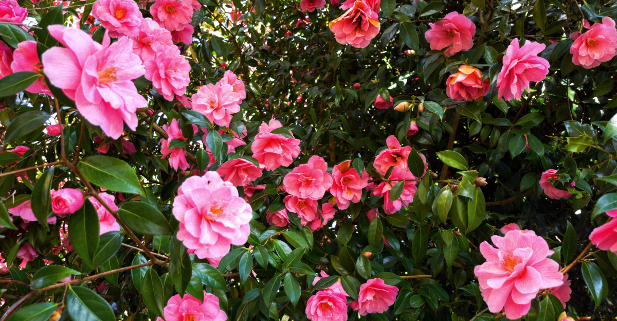 camellia (featured image)
